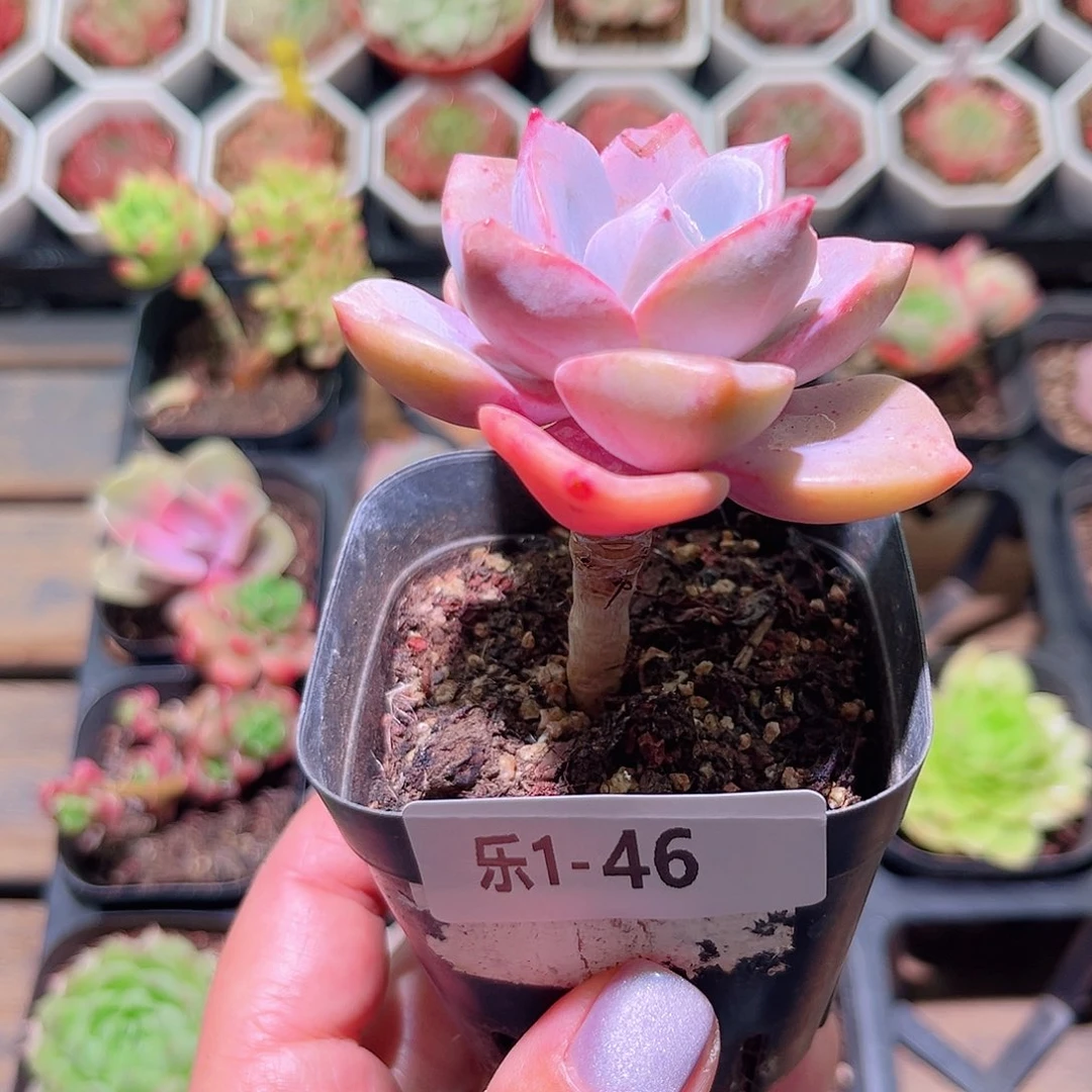 乐然1-46 彩虹糖单头