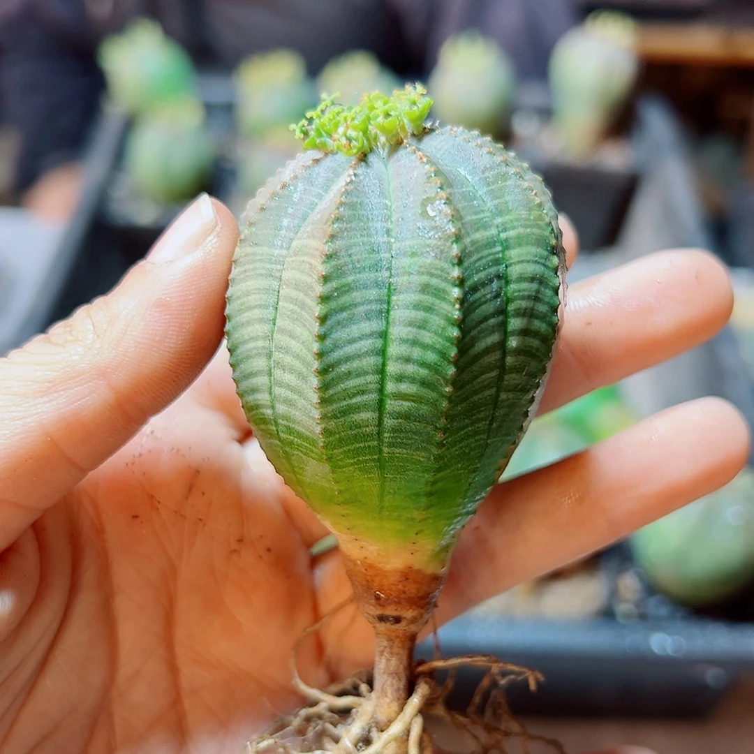 实生母布纹球4公分