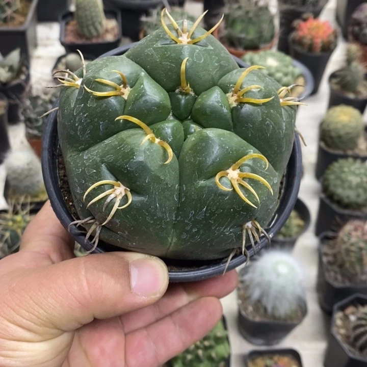 实生大号海王特价