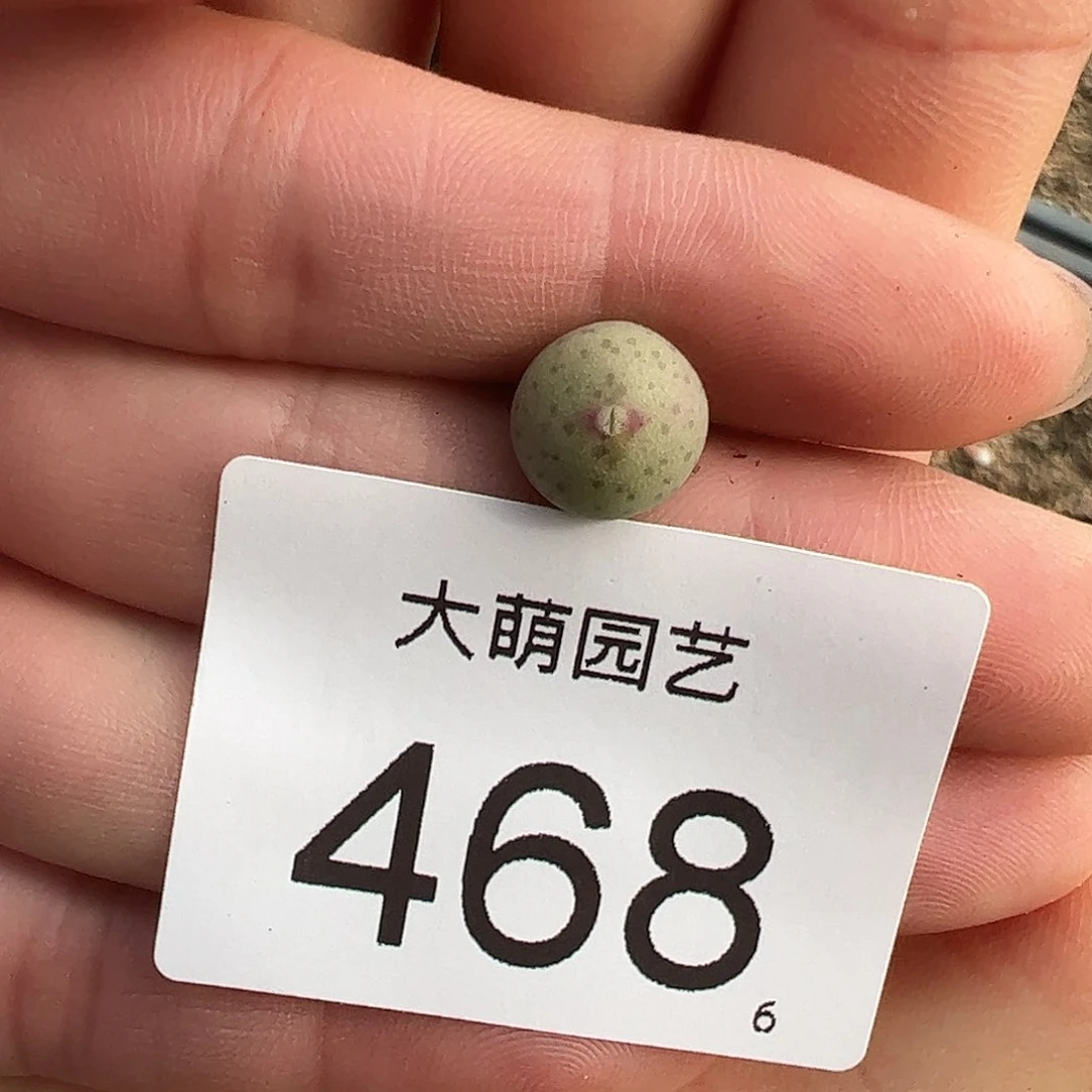 0000468量拍正版百花大枪1颗尺寸不大