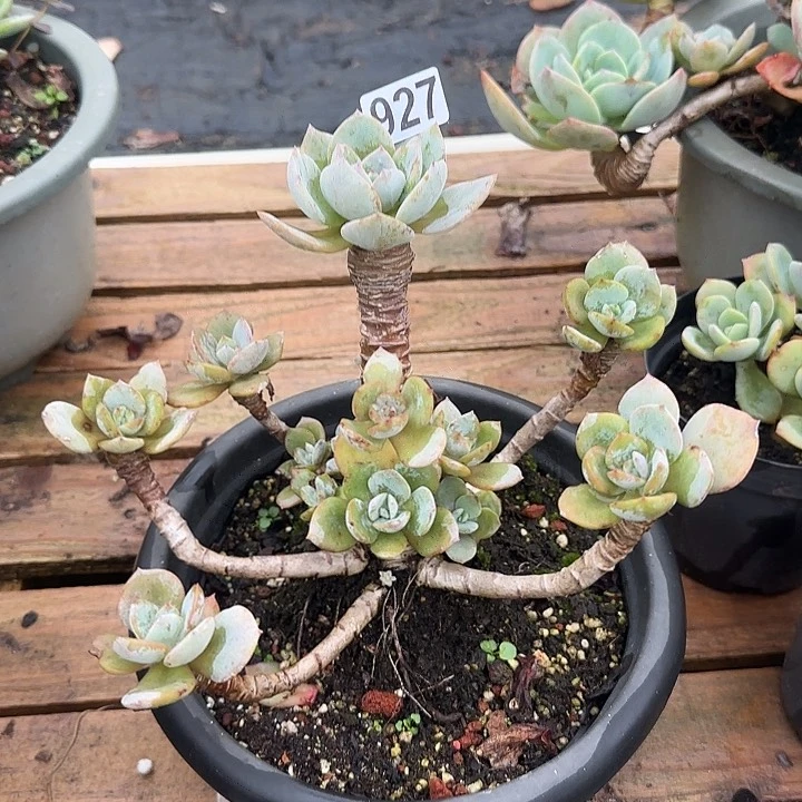 不*927白凤脱发货不退不换