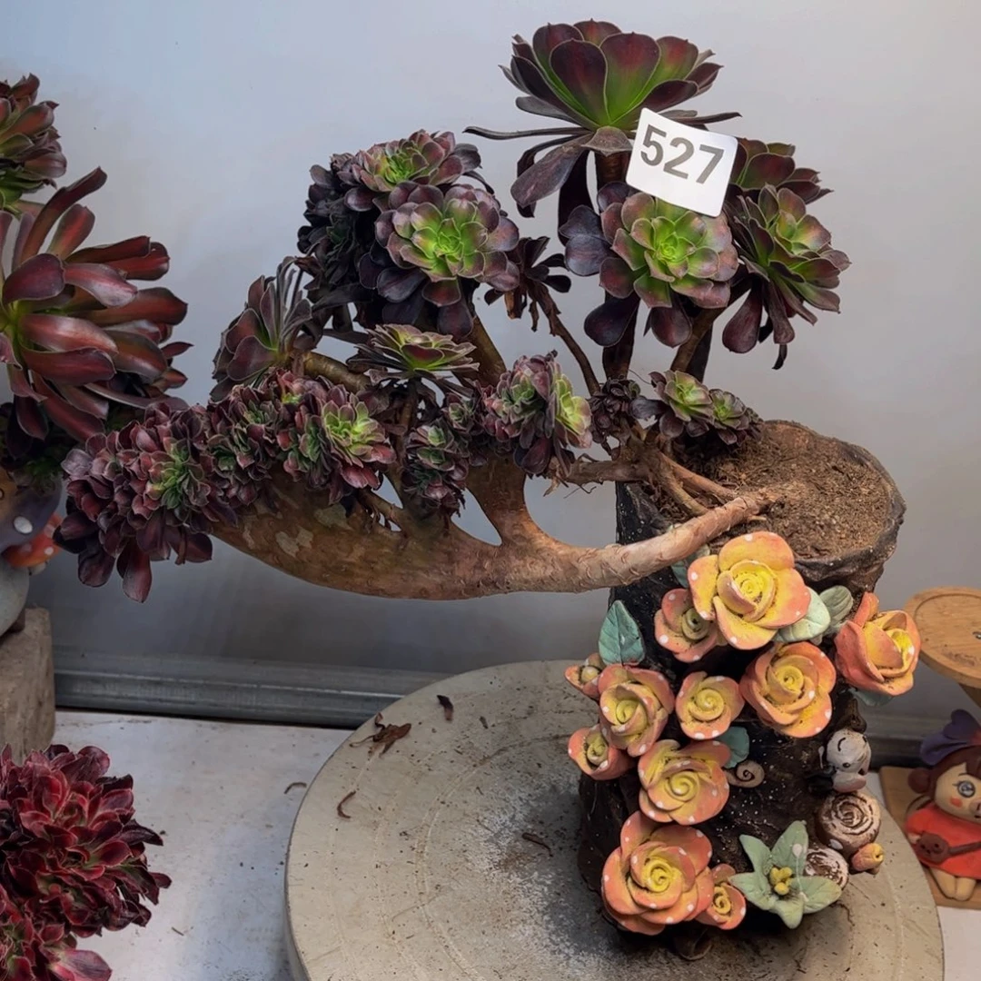 多肉植物华纳锦缀有修527