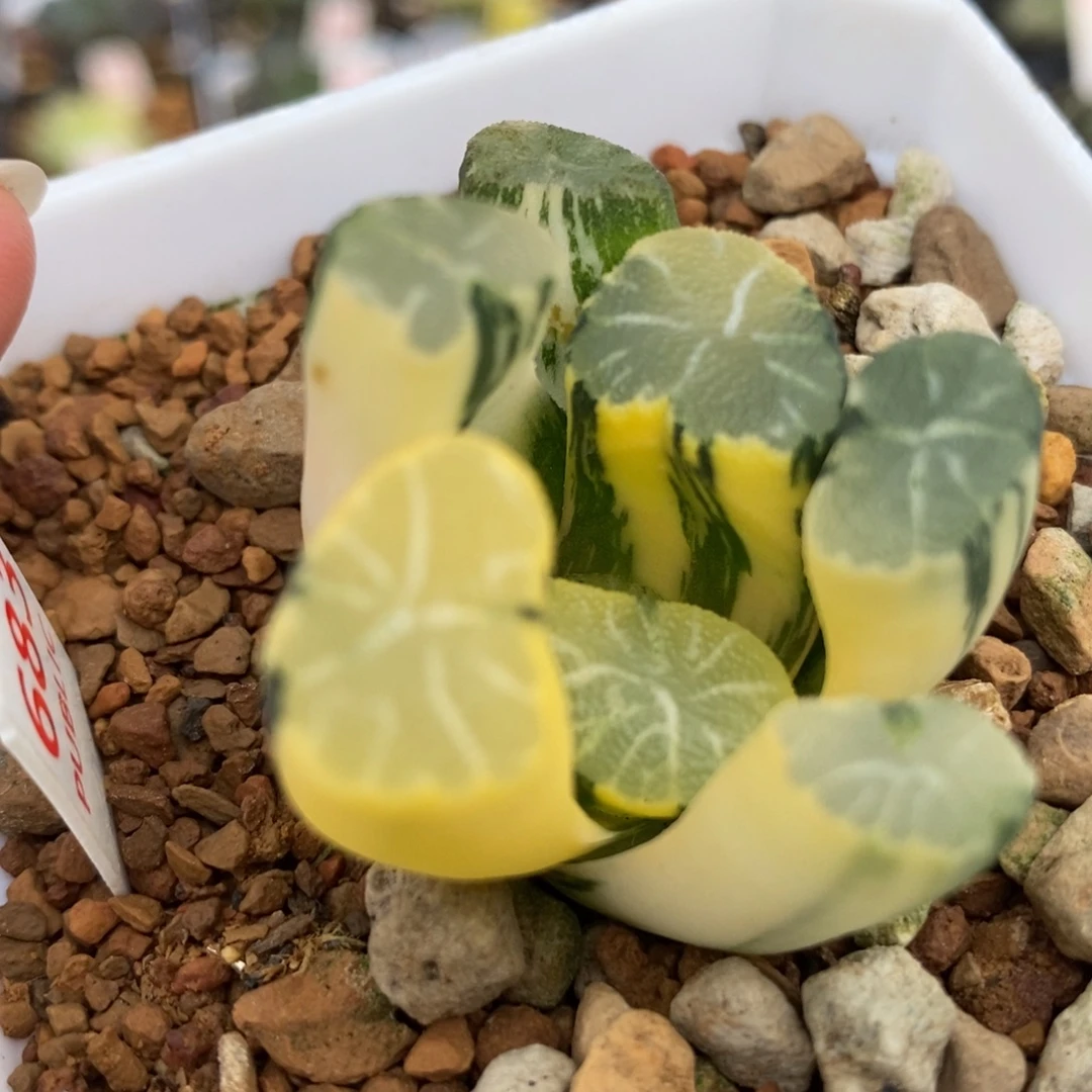 683白妙万象锦一物一拍