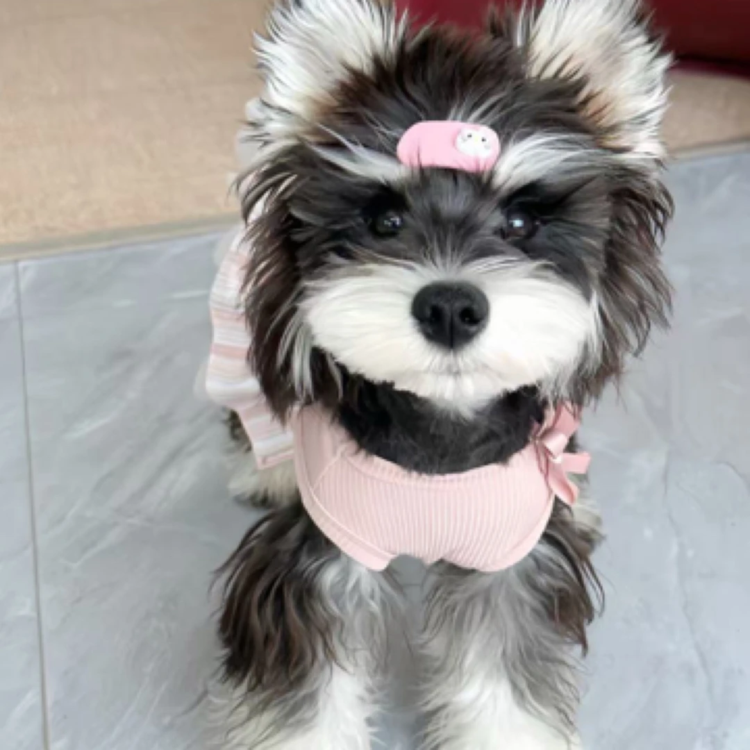 【广州天使宠物】宠物活体狗狗全款链接