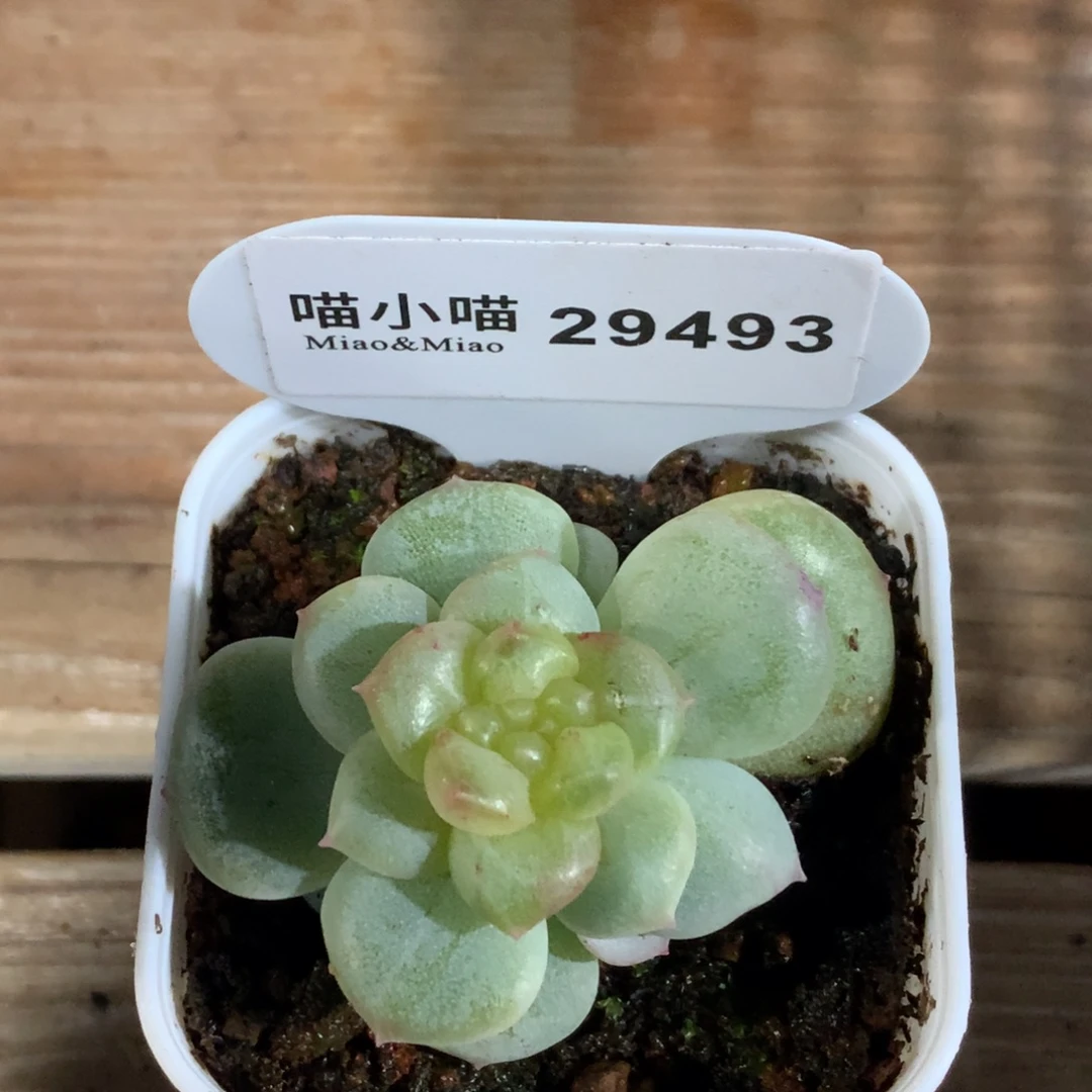 ****財多肉植物杂交珍妮