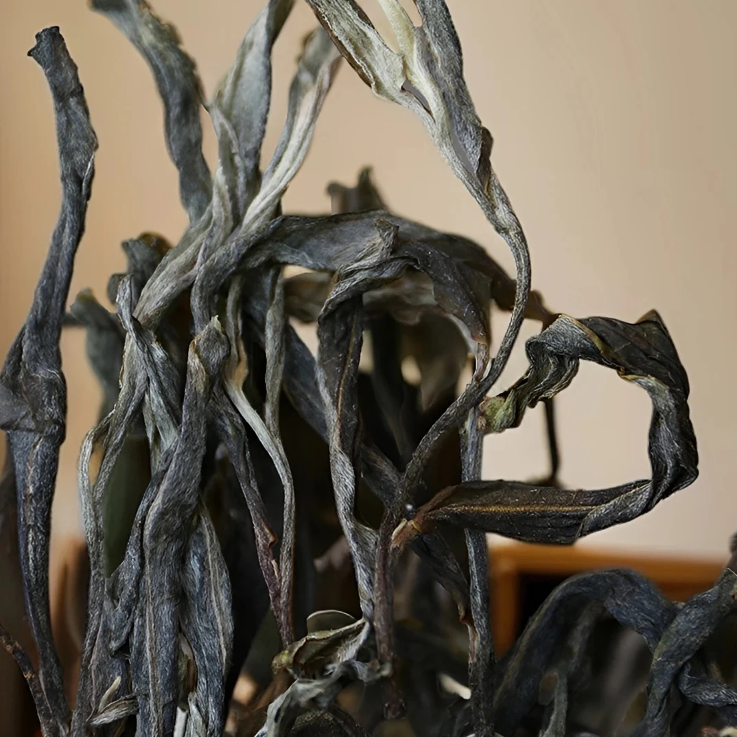 沉睡的高原冰甜美人·梅子箐锅底塘·2024年古树头春