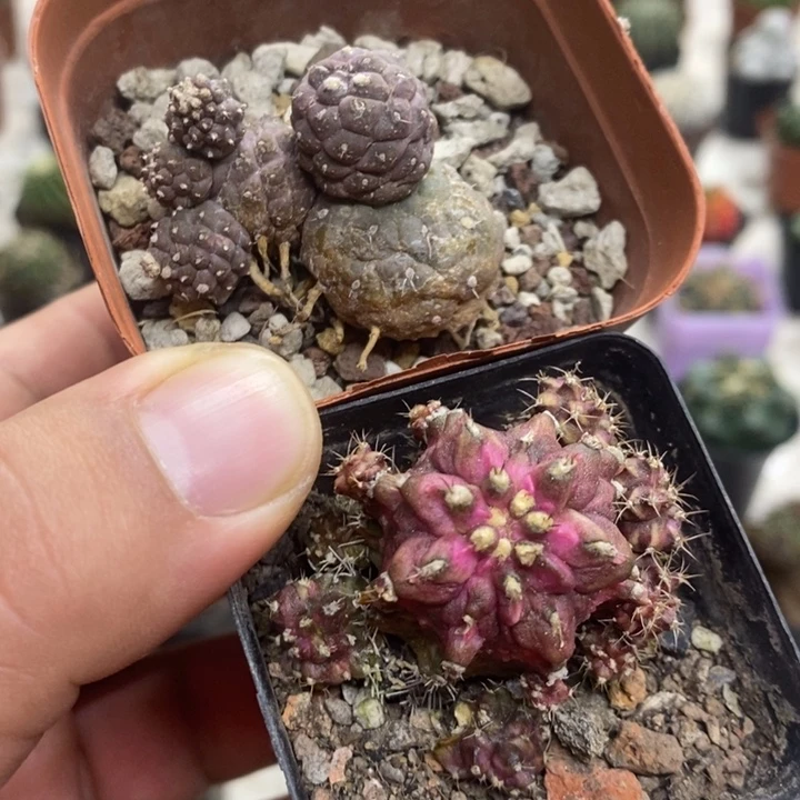 迷你习志野海神2颗特价