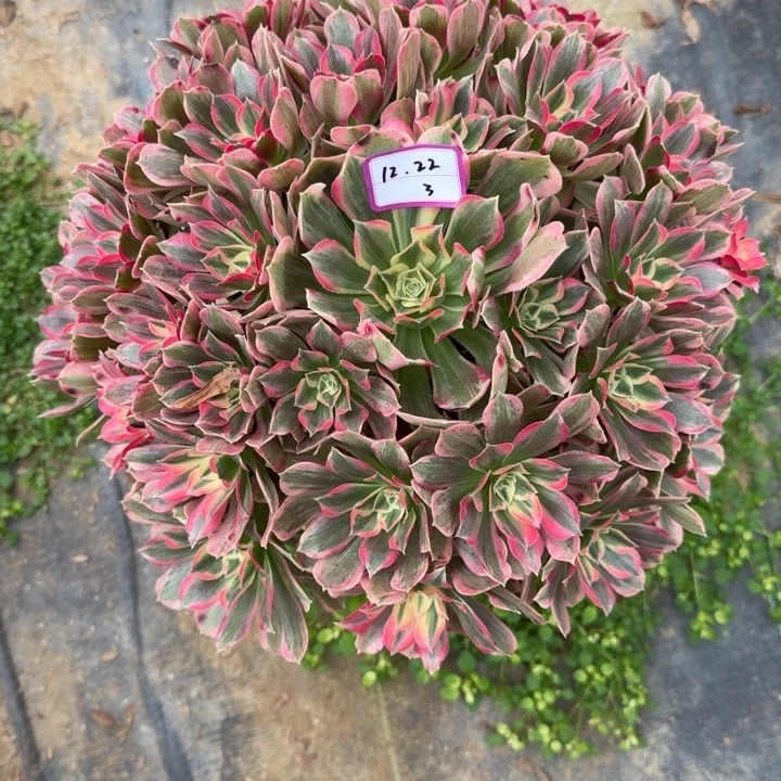 男神多肉植物绿植3