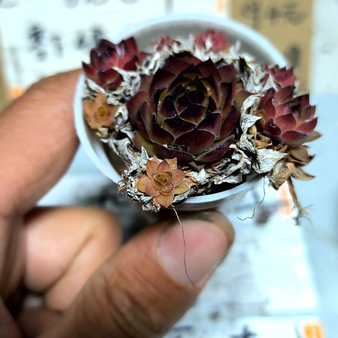 满6元包邮，观音莲群老庄绝绝子