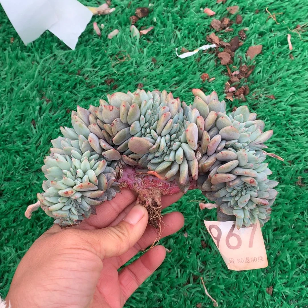 967橙子缀多肉植物