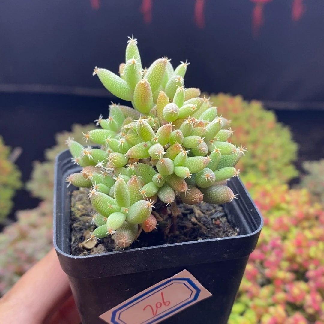 206号实生玉米枝干多肉