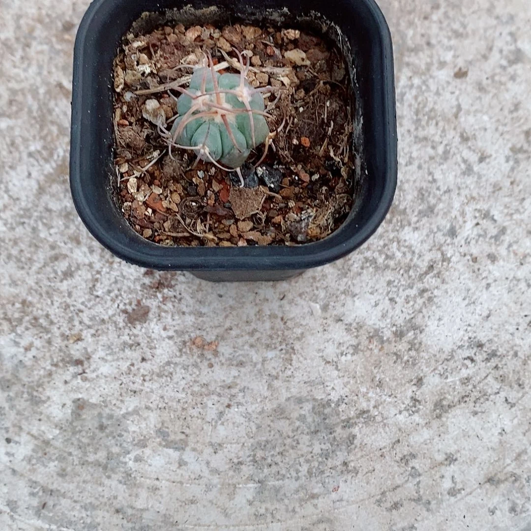 实生花王一物一拍