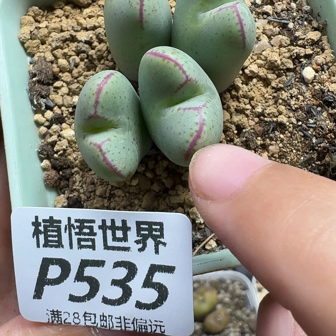 多肉植物的人生yhj