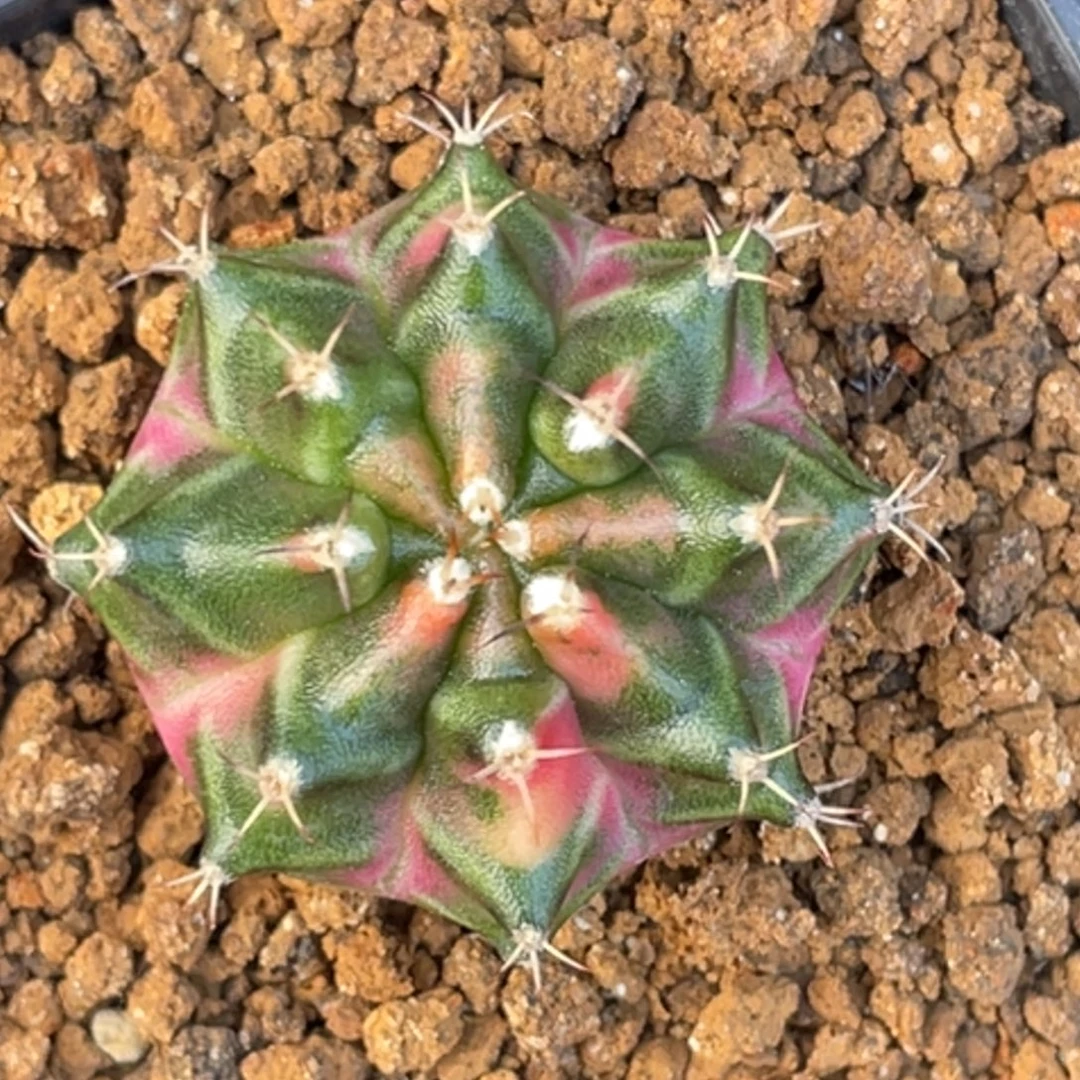当前无花朵，栽培后可花朵粉白臀虎斑