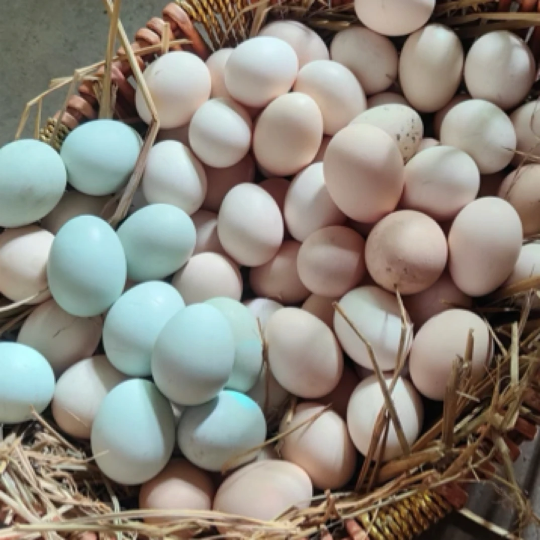 【赠送红薯五斤】粉壳溜达鸡土鸡蛋50枚