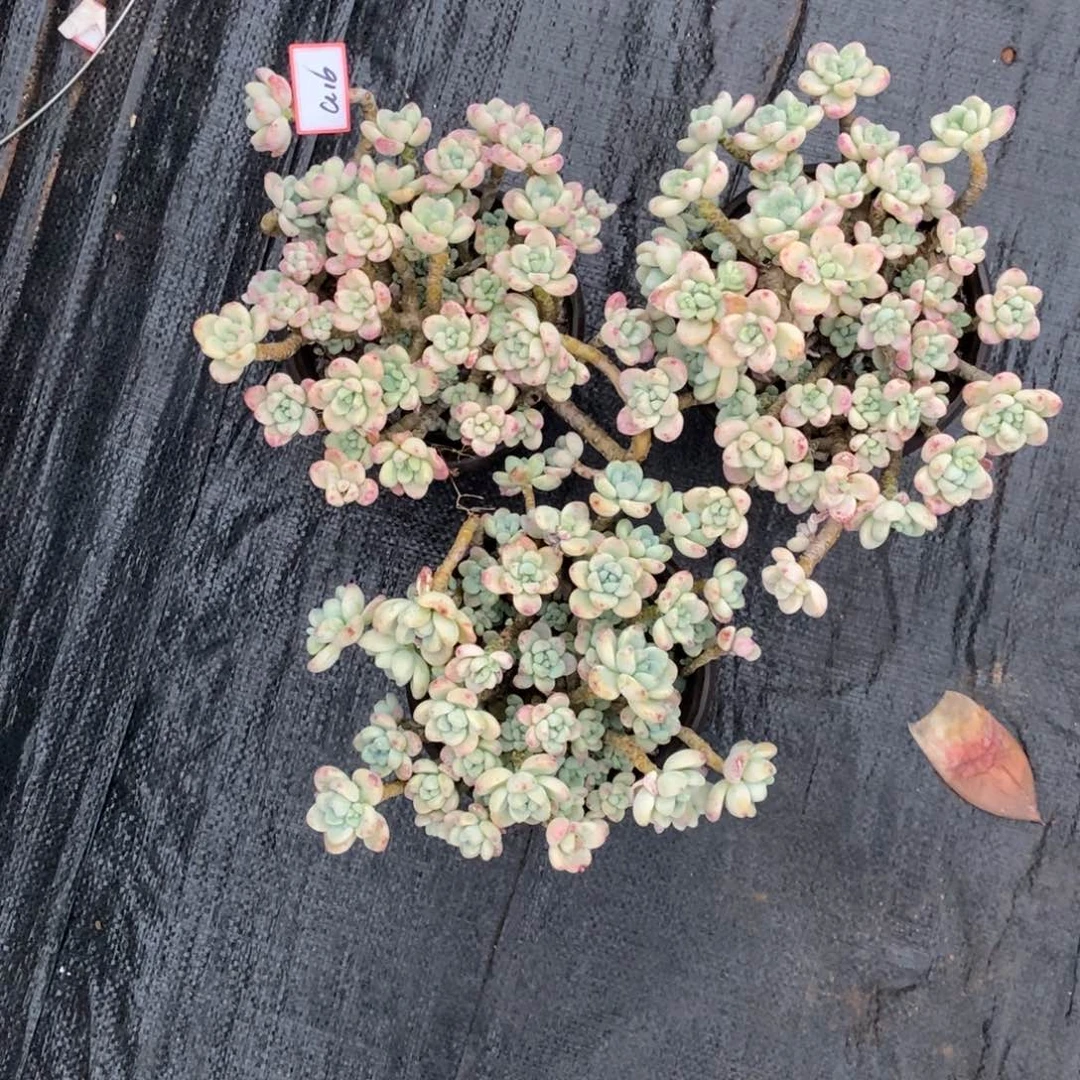 A**忧福利大漏a16