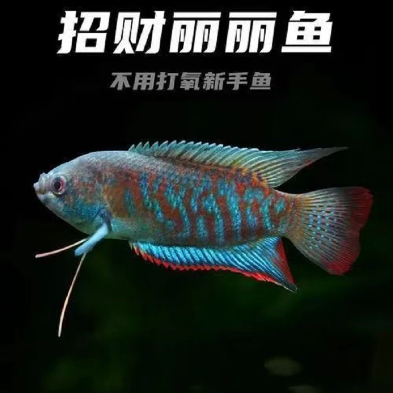 《招财丽丽》《中国斗鱼》鱼活体好养耐活不打氧气观赏鱼热带淡水鱼