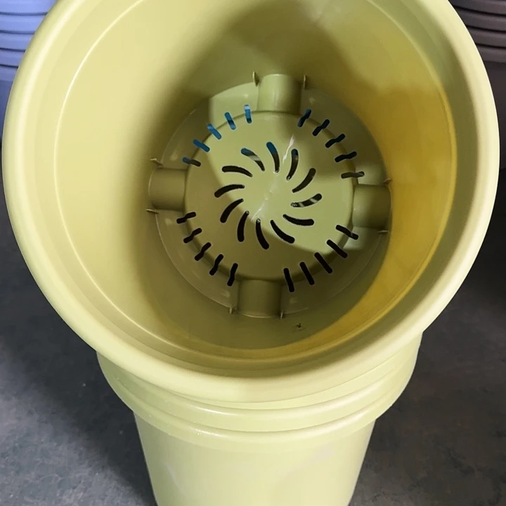 四季5号果绿无托6个特价微瑕