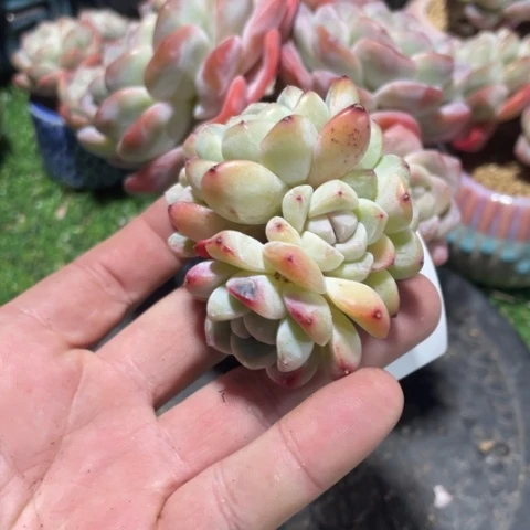 火专拍冰玉5头群生