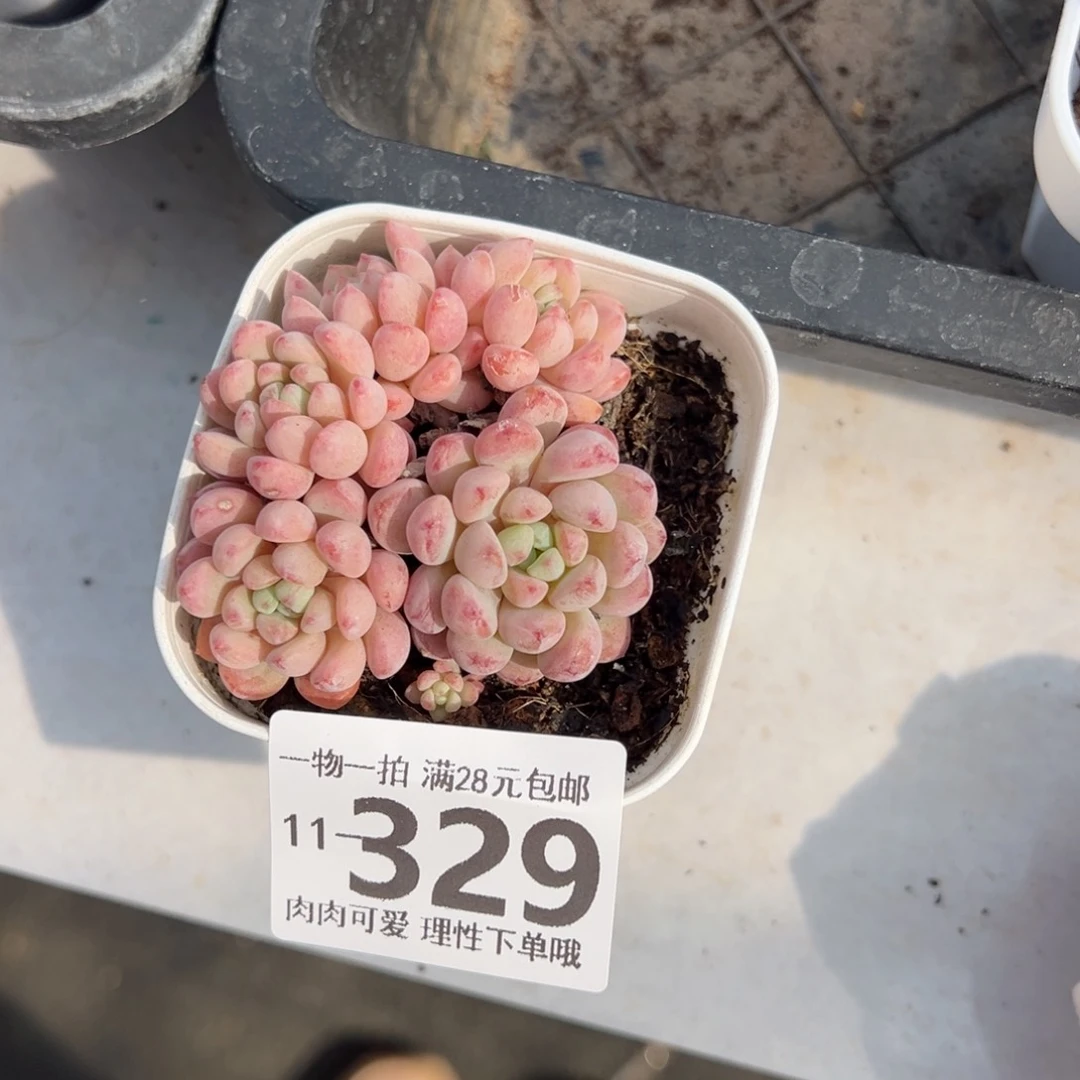 小红蛋多肉多肉多肉多肉