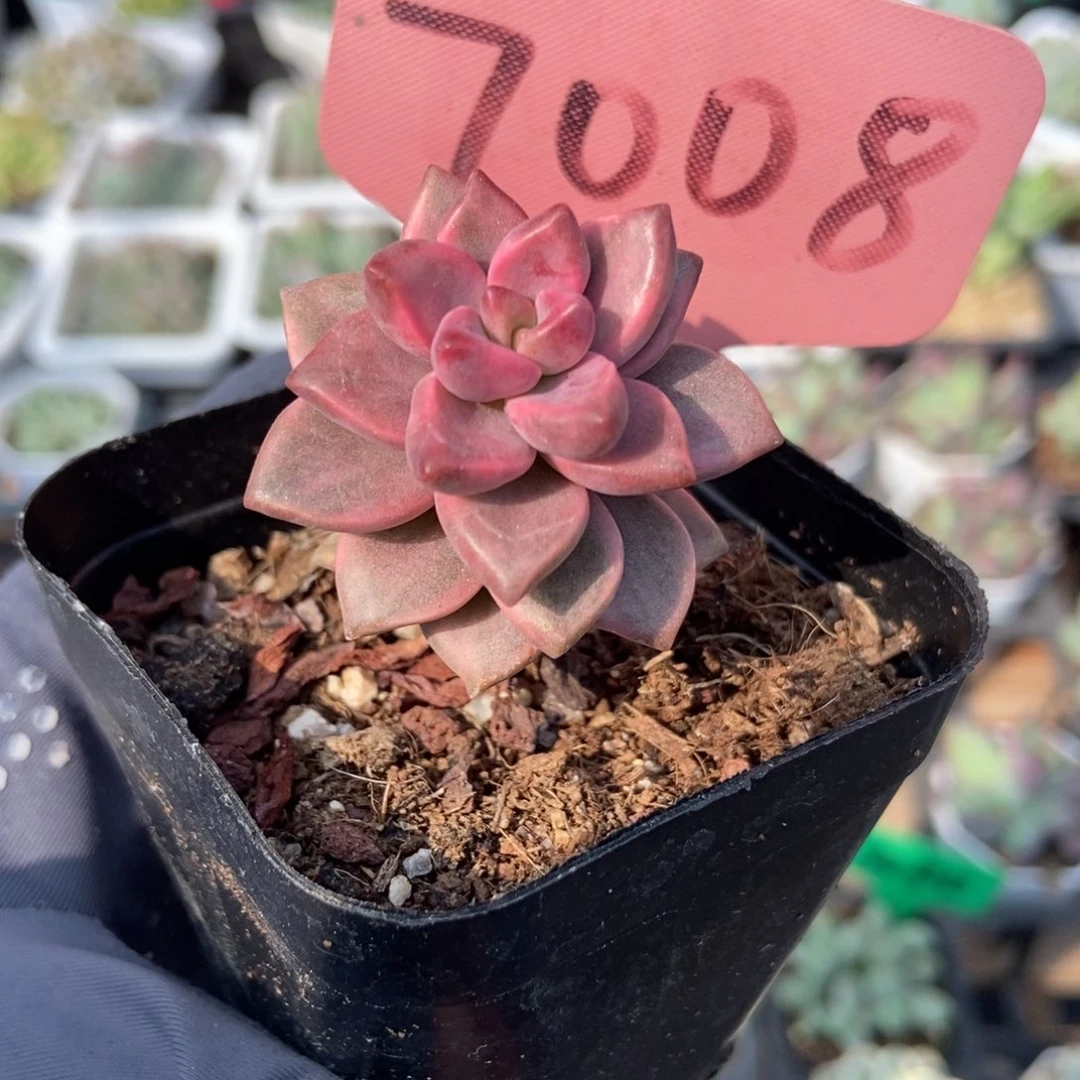 7008积龙月锦多肉植物