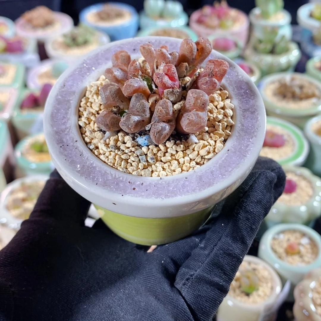 8031--一物一拍 带盆