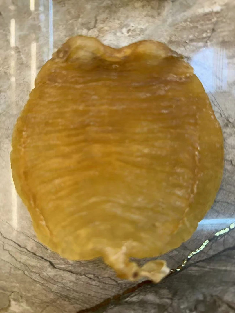 （鱼多多）金兰赤嘴