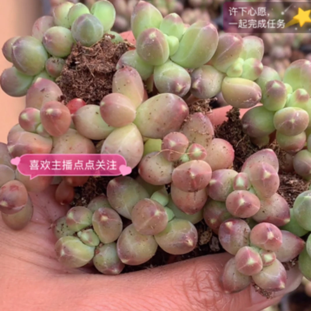 （一单包邮满18发货快有赠品）千代田 2cm 数量有限 实物为准