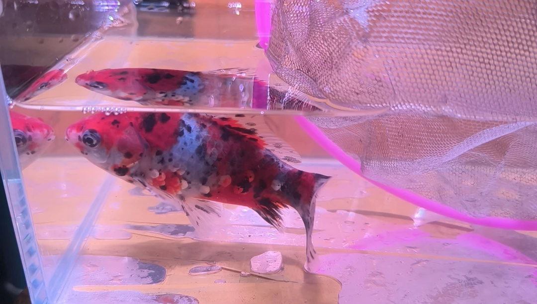 金鱼品相自鉴全场包邮