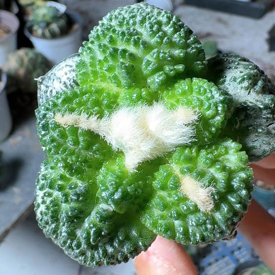 【闪购商品】无花朵?***✌大尤哥斯拉827