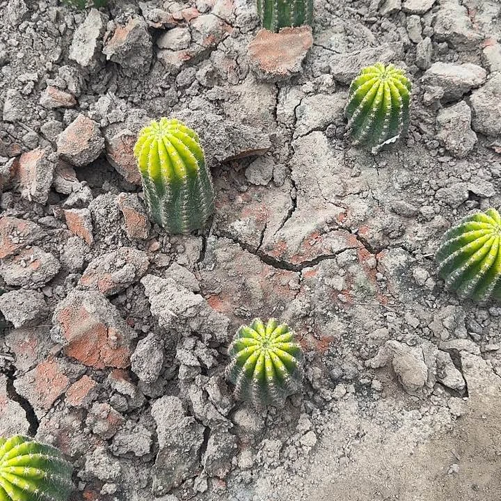 紫薇星根高7公分毛花柱