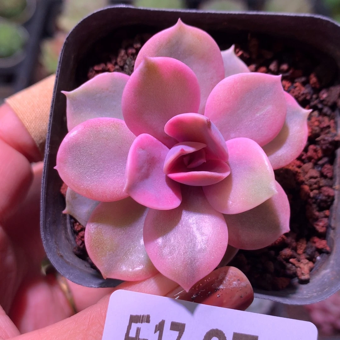 乐然17-87 彩虹单头