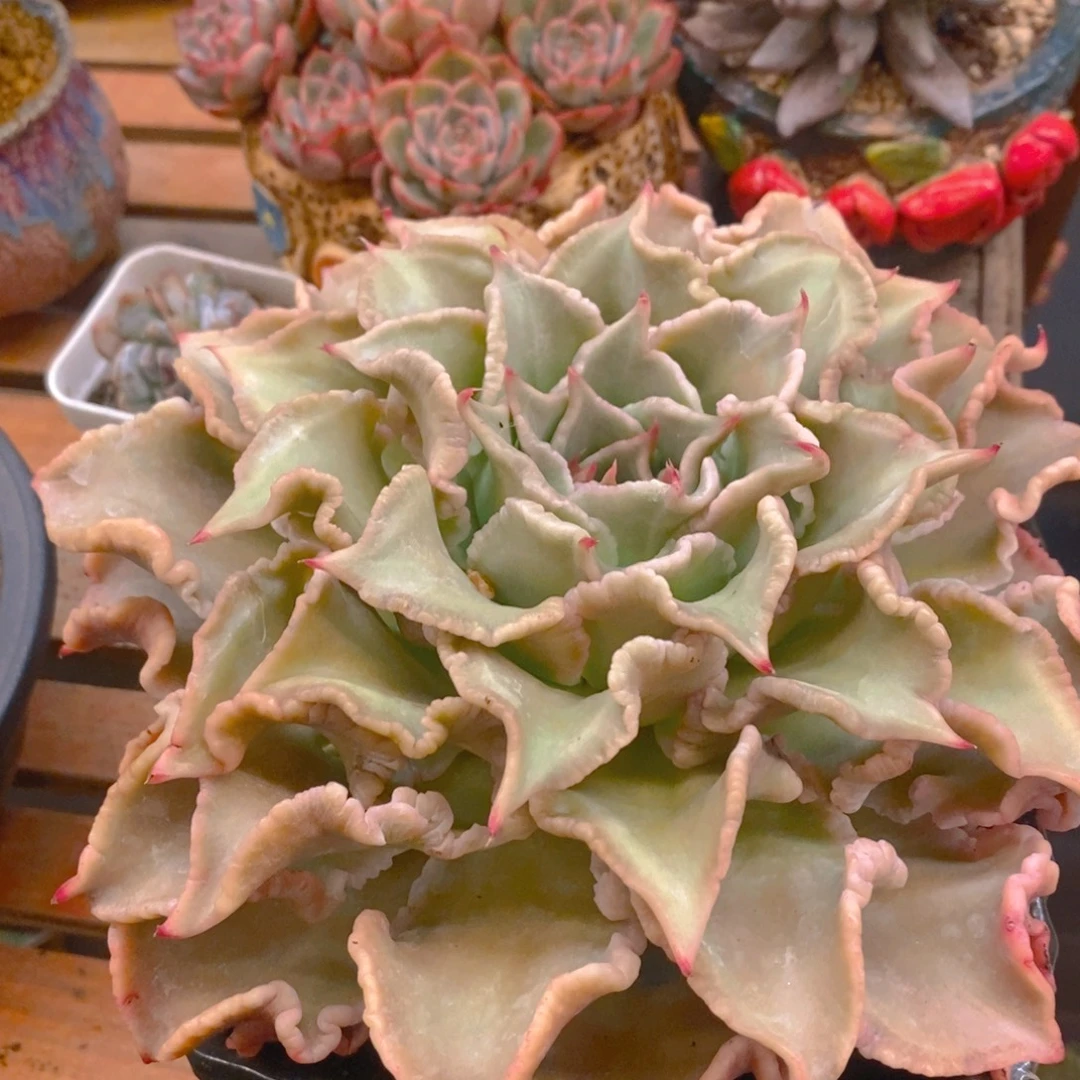 竹***影多肉植物肉肉植物