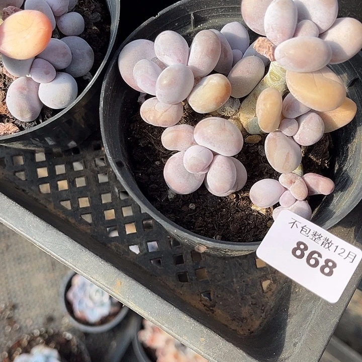 阿雅园艺。     868奶酪