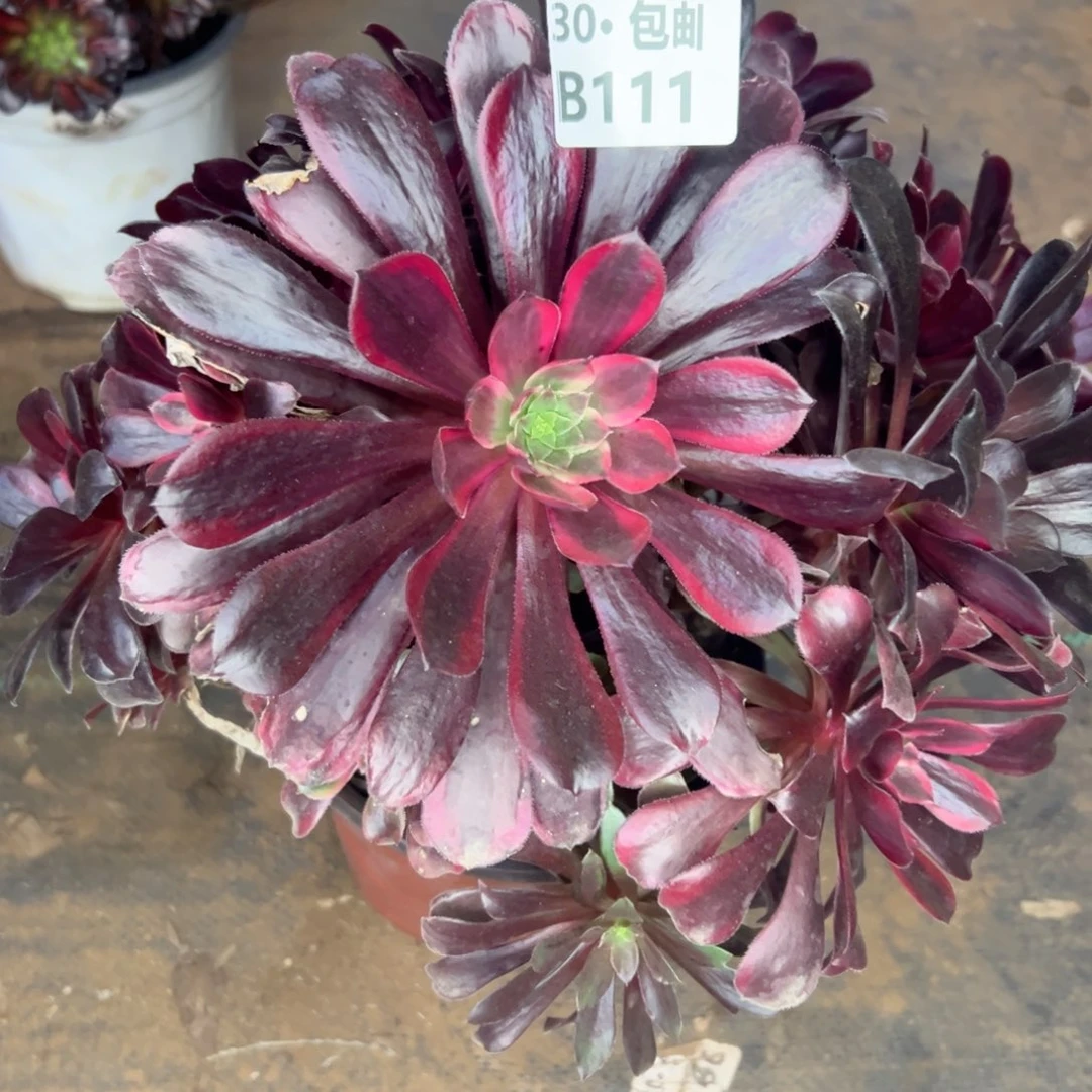 111蒙娜丽莎多肉不包断枝