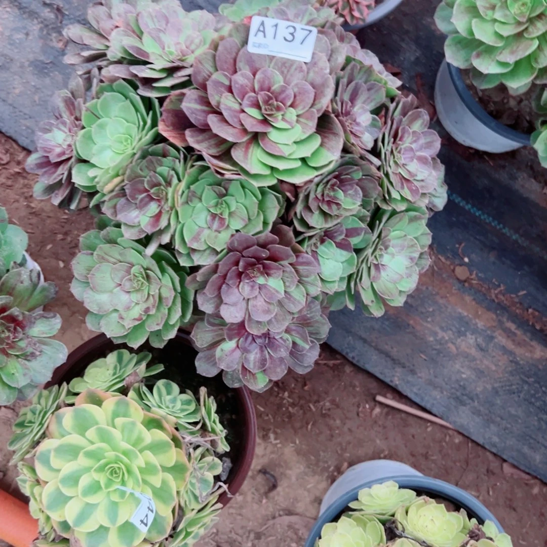 137花月夜多肉植物法师