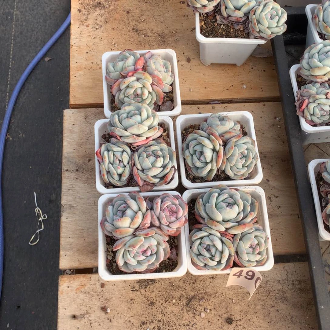 490星影多肉植物组合