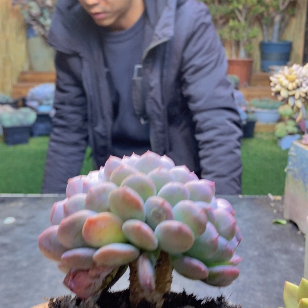 蔚H130号玛瑙缀多肉