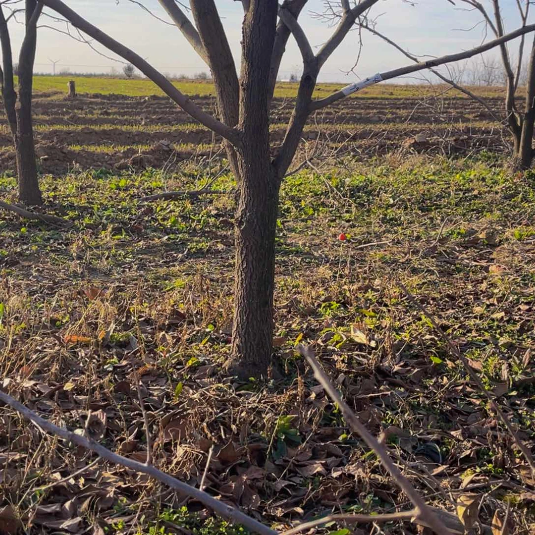 完全开放一物一拍