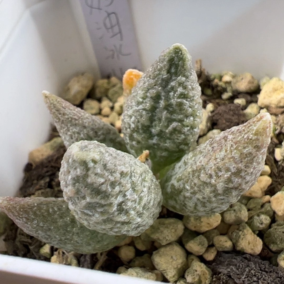 奶油冰淇淋多肉植物水泡