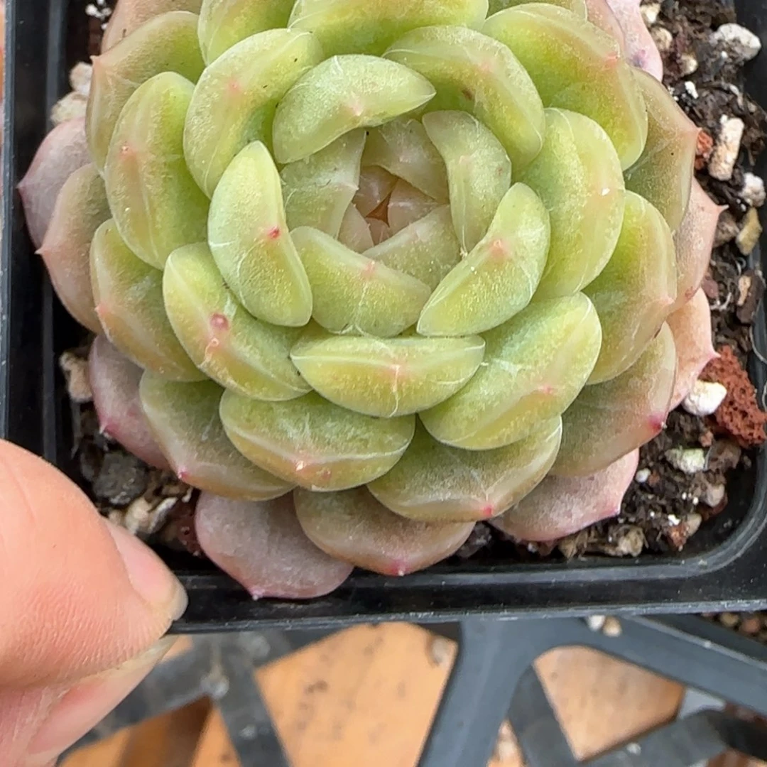 189东篱下多肉植物盆栽