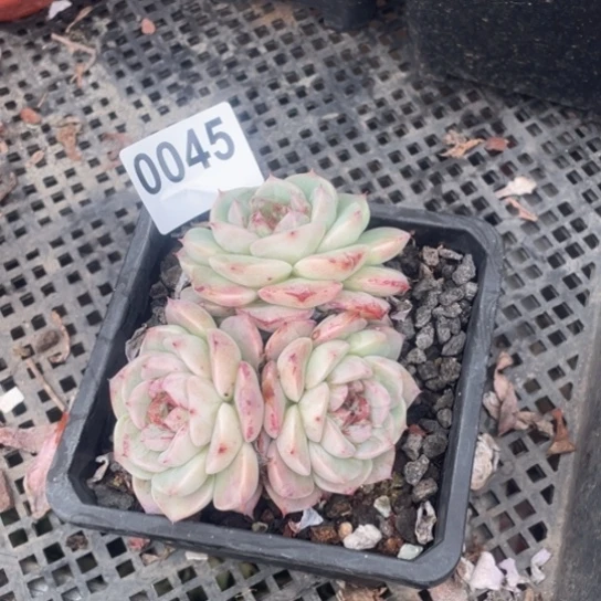 青**水多肉植物0045天鹅绒