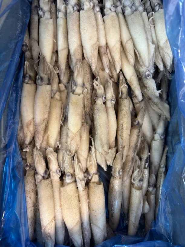 大连海兔90%以上全籽母笔管，三斤顺丰包邮，一斤15-16个左右