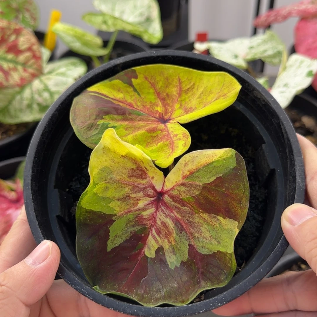 11-1014广东发货晴空万里