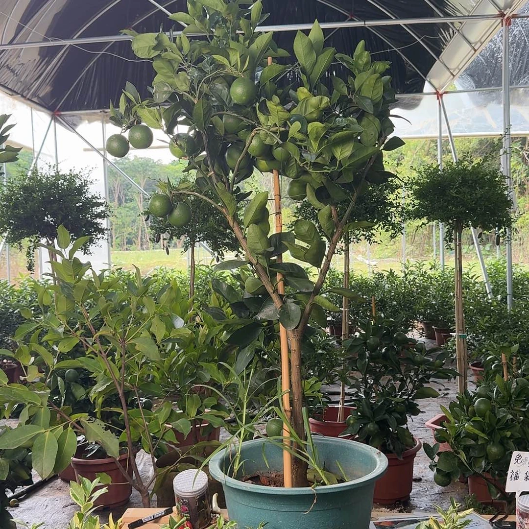 妙***伯纯甜无酸台湾冰糖橙