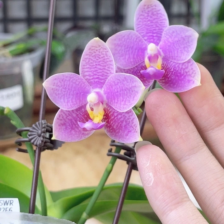 完全开放SWR雪花GV-1461