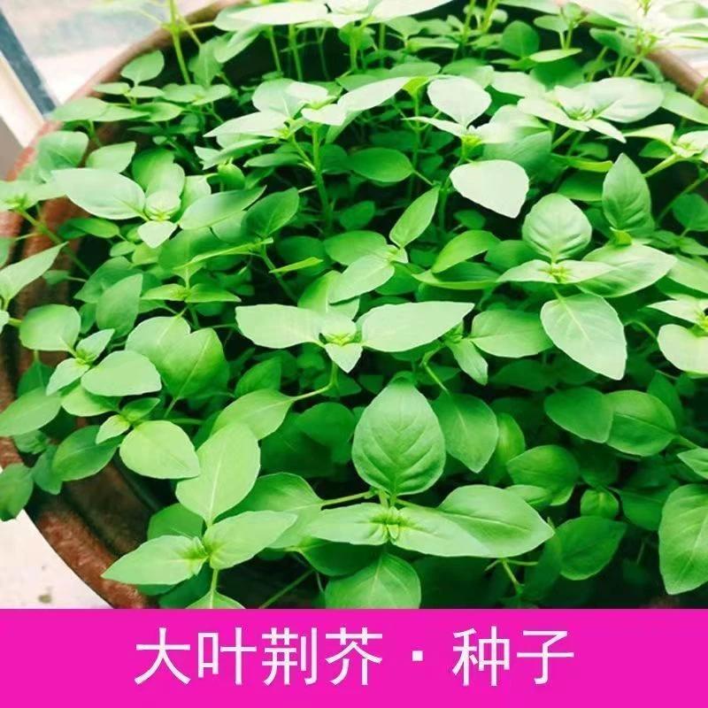 大叶荆芥种子河南香草四季播种蔬菜种籽九层塔盆栽田园种孑菜籽种