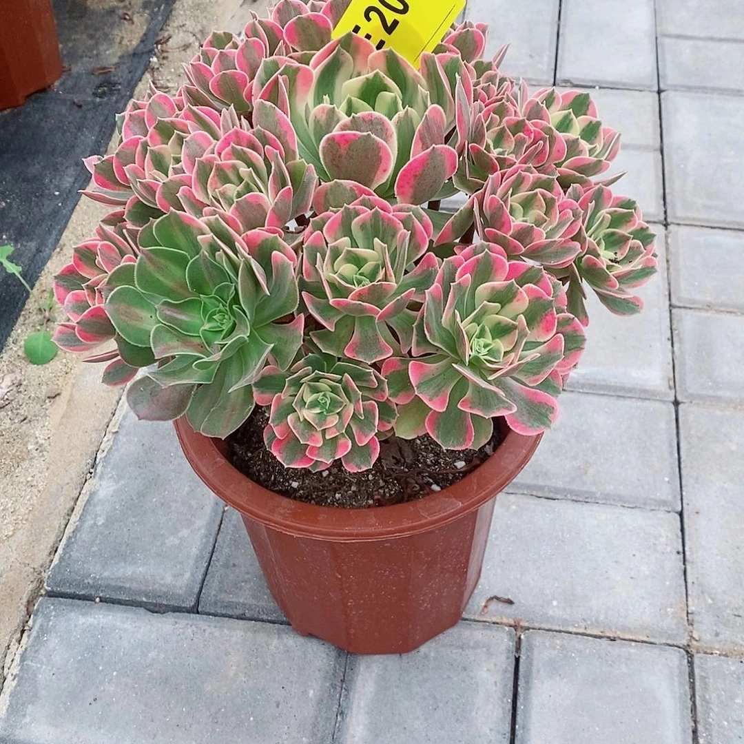 橡***树女妖 201  冠幅  26