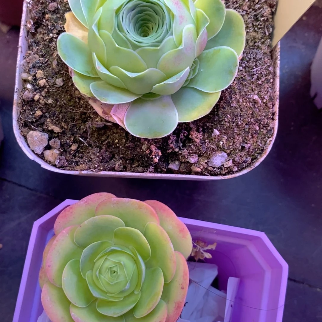 山地玫瑰下播福利一物一拍378yaoji红裙