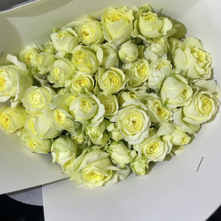 多头玫瑰（暖暖）云南昆明基地直发